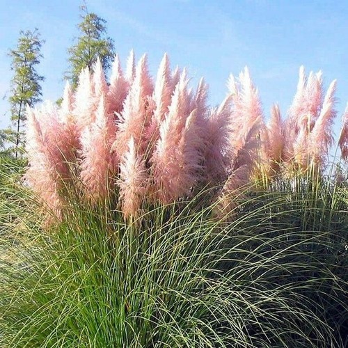 Amerikanisches Pampasgras 25 cm Cortaderia selloana - Picture 3 of 5