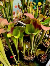 Sarracenia x Asbo Giant Carnivorous Bog Plant