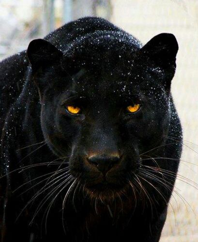 BLACK PANTHER GLOSSY PICTURE PHOTO PRINT angry big cat wild feline rain - Afbeelding 1 van 1