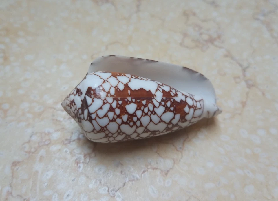 Conus episcopatus Shell nice Pattern Nature massive 56.2 mm red sea Specimen - Image 4 of 4