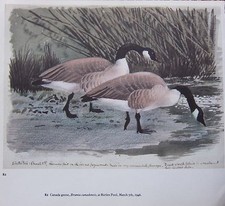 BEAUTIFUL VINTAGE BIRD PRINT ~ CANADA GEESE ~ TUNNICLIFFE