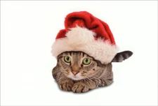 Green Eyed Santa Cat Box of 12 Cute Nobleworks Christmas Cards