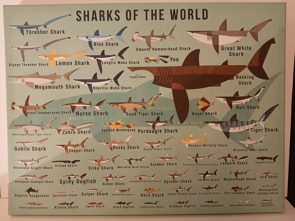 Arte de pared en lienzo Oopsy Daisy Kids Sharks of the World de Daviz, 24 x 18" Foto 3 de 4