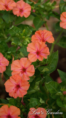 four o'clock 'Salmon Sunset' (Mirabilis jalapa 'Salmon Sunset')—40