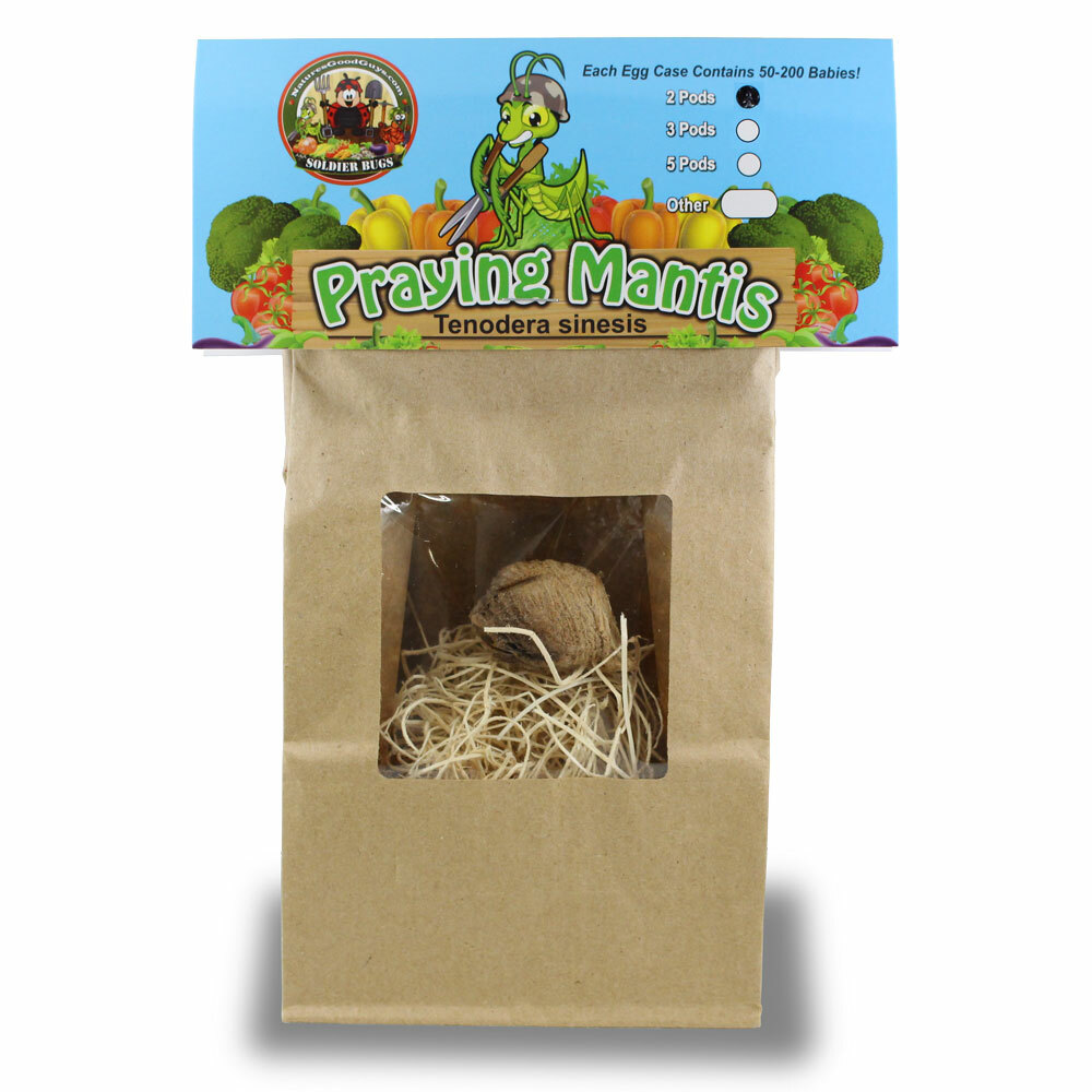 Praying Mantis Egg Case With Hatching Habitat 2 Praying Mantids Egg