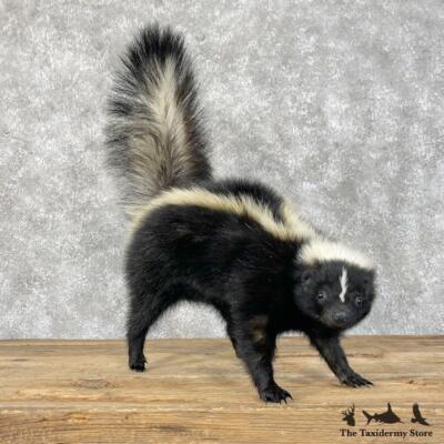 28390 P | Striped Skunk Life-Size Taxidermy Mount For Sale | eBay
