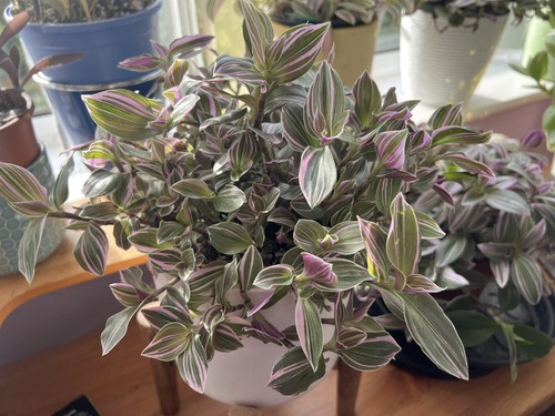 3 X Tradescantia Continental Pink Mini Sport Rooted Cuttings Or A Rooted Chunk - Picture 4 of 13