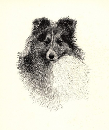 Antique Shetland Sheepdog Print 1935 Wardle Art Illustration CFW 5750y