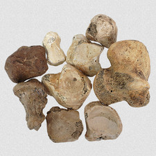 Fossilien 9 STK Hand- Fußwurzelknochen U. Spelaeus Quartär Pleistozän Eiszeit