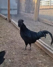 Gothic Combo! 6Ayam Cemani/6 Zombie Chicken Hatching Eggs NPIP Cert Rare