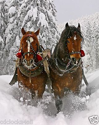 8x10 GLOSSY Photo Picture IMAGE #4 Pony 8 x 10 Horse