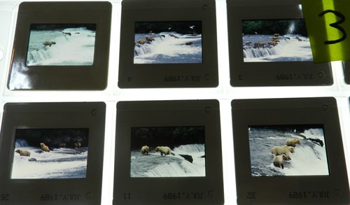 Lot 3 - 20 Photographic Slides of Brown Bears in Alaska Fishing for Salmon - Picture 2 of 6