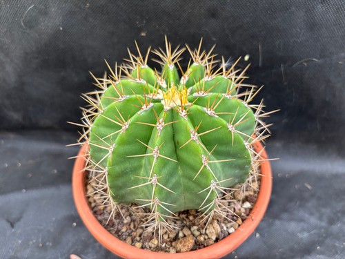 FEROCACTUS SCHWARZII IL GIARDINO DI MAYA CACTUS PIANTE GRASSE 72 - Foto 4 di 24