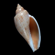 Volutoidea-0096 Athleta (Ternivoluta) studeri LARGE AGED FROM AUSTRALIA