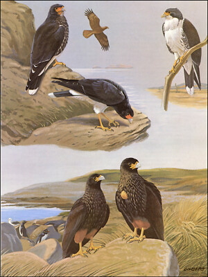 1968 Vintage Print Mountain Forsters Johnny Rook Caracara Bird Birds Art Home
