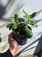 Crassula Ovata Vaso 10cm Pianta Vera Grassa Succulenta Albero Di Giada Da Fiore 