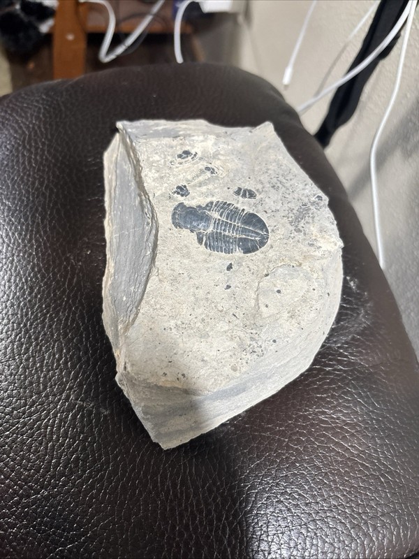 TRIBOLITE Fossil Black 1.75” Long 7/8” Wide With Other Insects Shale SEE PHOTOS