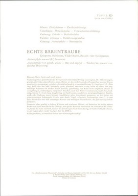 Druck. Echte Bärentraube - Arctostaphylos uva-ursi (L.) Spreng. Offset-Lithograp