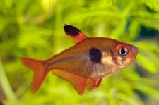 6 Serpae Tetras Live fish