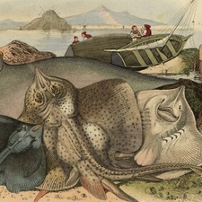 Fishing Fish Strip Curly Mourine Headlamp - Original Engraving 19th Century