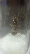 Lasius Neoniger Queen Ant Feeder Insect READ DESCRIPTION