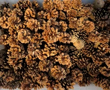 Pinecones Reds (Clean and bug free)