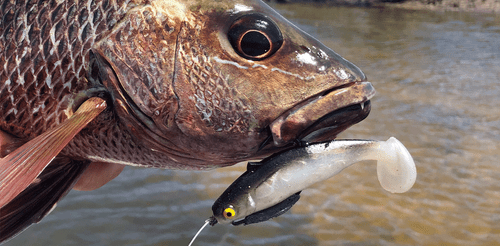 MMD Fat Skipper 80mm Paddle Tail Soft Plastic Fishing Lure - Choose Colour BRAND - Picture 1 of 6