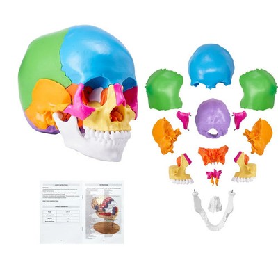 Human Skull Model, 22 Parts Human Skull Anatomy, Life-Size Painted Anatomy Skull