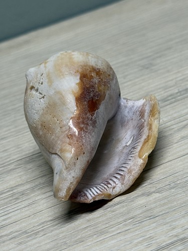 STROMBUS Seashell 