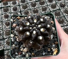 Black Cactus, Neochilenia Huascensis, Rare Cactus in 4" pot