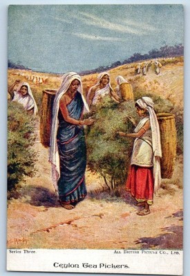 Sri Lanka Postcard Ceylon Tea Pickers Series Three All British Picture Co. c1910