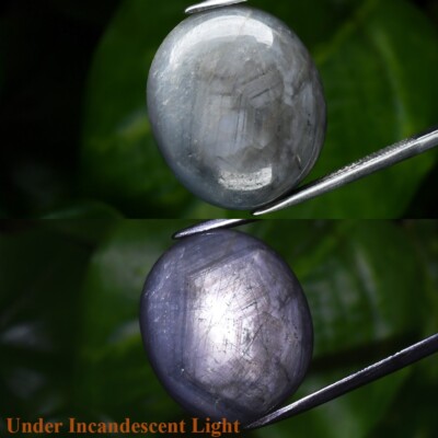 49.46ct 21.7x18.5mm Oval Cab Unheated Blue 6 Ray Star Sapphire