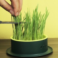 2 Pcs Catnip Planter Box Hydroponic Cat Grass Plastic Cup for Home Planting