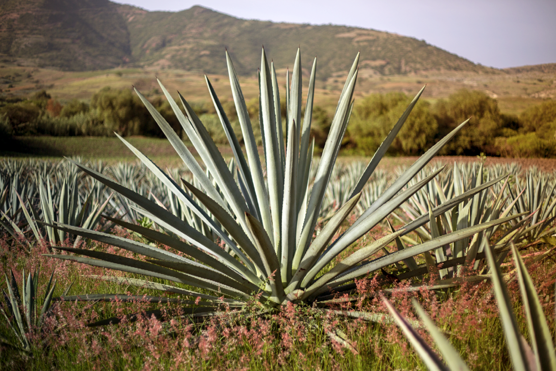 Agave Espadín mezcal , Oaxaca Mexico, 100 seeds p/packet | eBay