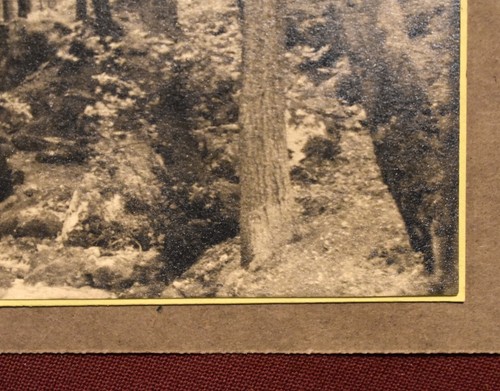 Fotografia vintage in bianco e nero di Fairy Glen Dwygfylchi. Galles del N° - Foto 6 di 16