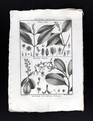 1793 Lamarck Botanical Print Riana Riane Ruyschia Ruische Plant Species