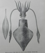 Kalmar (Teuthida) Kalmar zwyczajny (Loligo vulgaris) Ośmiornik Drzewnik 1912