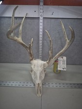Freak Wild 10pt 134" Whitetail Deer Skull European Decor Man Cave Taxidermy Buck