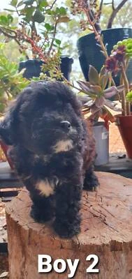 portuguese water dog gumtree