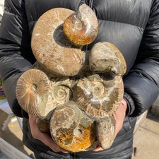 10.7lb Natural Ammonite Fossil Conch Quartz Crystal Specimen Healing