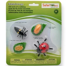 Safariology, Life Cycle of a Ladybug - Eggs, Larva, Pupa, Ladybug by Safari Ltd.