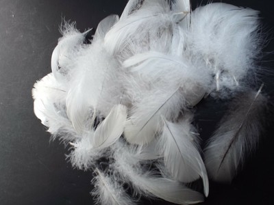 canada goose feather