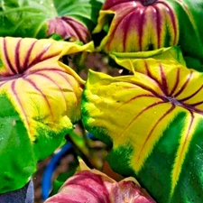 Colocasia Live Bulb Pigtailed Princes New Hybrid Free Phytosanitary Certificate