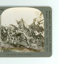 Wsa9546 Keystone 10159 Banana Culture In Hawaii D