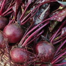 Bull's Blood Beet Seeds, Deep Burgundy Greens, NON-GMO, Heirloom, FREEE SHIPPING