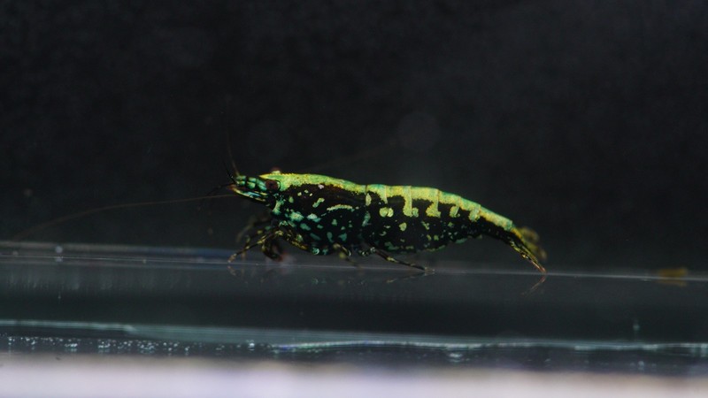 *AUCTION* 2 Blue M/F Pair Stardust Galaxy Caridina Shrimp