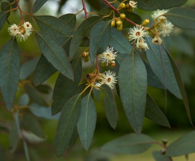 SAMEN ECHTER EUCALYPTUS Sämereien für Pflanzkübel naturnaher Garten Kräutert