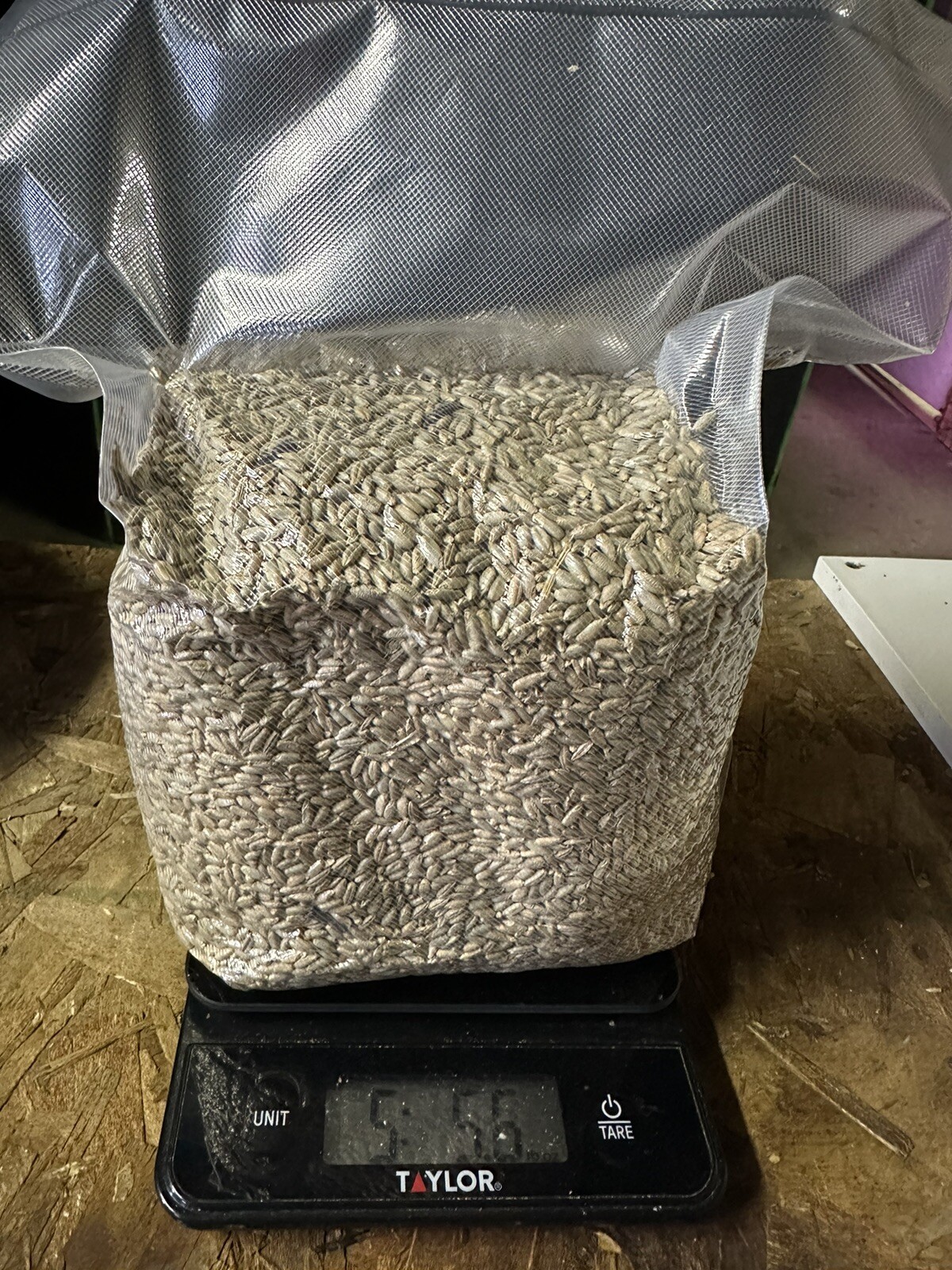5lb+ Rye Berries Grain Spawn Mushroom Substrate AllNatural local