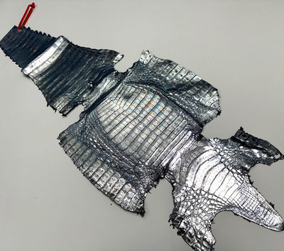 XL Silver on Blue Caiman Genuine Crocodile Hide Leather real alligator Croc 241