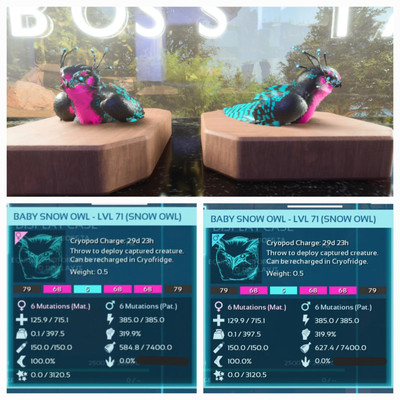 ARK ASA PVE OFFICIAL PAIR BABY SNOW OWL GALAXY  EXTINCTION PC/XBOX/PS5